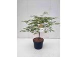 Acer Palmato 'Dissectum' - Acero A Ventaglio Contenitore Da 60-80 Cm