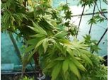 Acer Palma 'Sangokaku' ('Senkaki') - Acero Giapponese 50- 60 Cm Contenitore
