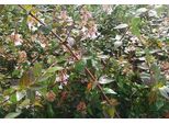 Abelia Grandiflora - Chinesische Abelie 50- 60 Cm Container