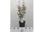 Ceanothus Pall. 'Marie Simon' - Fiore In Busta 40-50 Cm Contenitore