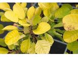 Cotinus Cogg. 'Golden Spirit'® ( 'Ancot'®) - Arbusto Di Parrucca Golden Spirit 50- 60 Cm In Contenitore