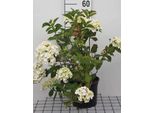 Hydrangea Macr. 'Mme Emile MouillèRe' - Ortensia 25- 30 Cm In Contenitore