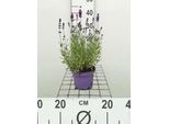 Lavandula Ang. 'Munstead' - Lavanda - Contenitore 1,5 Litri