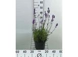 Lavandula Ang. 'Munstead' - Lavanda - Contenitore 3 Litri