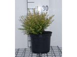 Lonicera Nit. 'Baggesen's Gold' - Heckenkirsche 20- 25 Cm - Contenitore