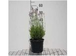 Lavandula Ang. Rosea' - Lavanda - Contenitore 3 Litri