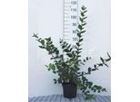 Lonicera Fragrantissima - Winter-Heckenkirsche 40- 50 Cm - Container