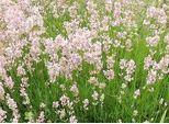 Lavandula Ang. Rosea' - Lavanda - Contenitore 1,5 Litri