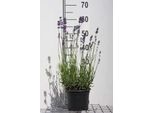 Lavandula Ang. 'Munstead' - Lavanda - Contenitore 2 Litri