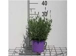 Lavandula Ang. Hidcote' - Lavanda - Contenitore 1,5 Litri