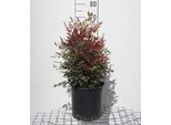 Nandina Dom. 'Obsessed'® - Bambù Del Cielo 40- 50 Cm - Contenitore