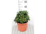 Pittosporum Tob. Nanum' - Alloro Australiano 25-30 Cm - Contenitore