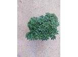 Pittosporum Tob. 'Nanum' - Australischer Lorbeer 40-50 Cm - Contenitore