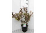 Weigela Flor. 'Wine&Roses'® ('Alexandra'®) - Giglio Cuneato 40-50 Cm - Contenitore