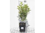 Weigela Hybr. 'Nana Variegata' - Weigela 30- 40 Cm - Contenitore
