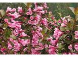 Weigela Flor 'Nana Purpurea' - Weigela 50- 60 Cm - Contenitore