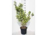 Weigela Hybr. 'Nana Variegata' - Giglio Cuneato 50- 60 Cm - Contenitore