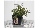 Weigela Flor. 'Pink Poppet'® ('Plangeni'®) - Weigela Florida Pink Poppet 30- 40 Cm - Contenitore