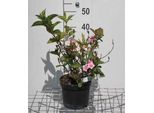 Weigela Hybr. 'Carnaval'® ('Courtalor'®) - Giglio Cuneato 50- 60 Cm - Contenitore