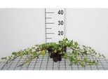 12 X Hedera Helix 'Shamrock' - Edera 'Shamrock' - Vaso 9 Cm X 9 Cm