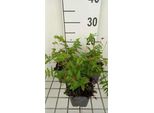 6 X Thelypteris Palustris ( Dryopteris Pal.) - Felce Di Palude - Vaso 9 X 9 Cm