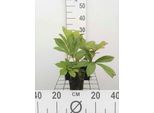 6 X Rodgersia Pinnata - Foglia Di Stelle - Vaso 9 X 9 Cm