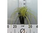 6 X Carex Osh. Evergold' - Sedge Dorato Giapponese Evergold - Vaso 9 X 9 Cm