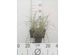 6 X Miscanthus Sin. 'Adagio' - Canna Cinese Nana Adagio - Vaso 9 X 9 Cm