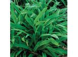 6 X Carex Plantaginea - Carice A Foglia Larga - Vaso 9 X 9 Cm