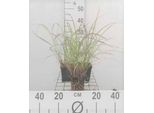 6 X Miscanthus Sin. 'Crater' - Chinaschilf - Topf 9 X 9 Cm