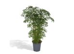 Hello Plants Polyscias Fruticosa Aralia - Vaso Ø 21 Cm - Altezza: 75 Cm