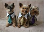 Merco Gentledog Cravatta Per Cani Giallo Abbigliamento Taglia S