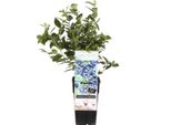 Mirtillo Di Campagna Ca. 60 Cm - Robusta Pianta Di Mirtillo Per Giardino, Balcone E Patio, Ad Alta Resa E Resistente