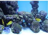 Sfondo Per Acquario Di Corallo, Poster Subacqueo, Decorazione Murale, Adesivo, 61 X 30 Cm
