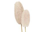 Spugna Di Luffa Per Fiori Secchi Su Stelo Sbiancato 25 Pezzi - Decorazione, Floricoltura, Pompe Funebri