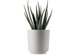 Howhomely | Fioriera Aloe Texelle, Beige - 19,5 X 20 Cm - Fioriere, Eleganti, Pratiche, Moderne