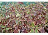 10 X Cornus Alba 'Gouchaultii' - Corniolo 40- 60 Cm A Radice Nuda