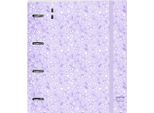 Raccoglitore Ad Anelli Safta Light Purple Flowers Purple 27 X 32 X 4 Cm