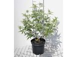 Vitex Agnus-Castus - Pepe Di Monaco 30- 40 Cm - Contenitore