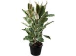 Albero Della Gomma Bianco Ficus Elastica Tineke 3 Piante In Vaso Circa 100 Cm Grande Pianta Decorativa Da Appartamento