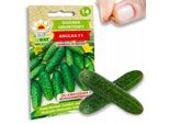 Cetriolo Anulka F1 Semi Di Cetriolo 5G Ortaggi Varietà Precoce Cetriolo Cetrioli