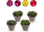 Delosperma Mix - 4 Piante Tappezzanti Resistenti - Colori Rosso, Giallo, Viola E Rosa - Piante Fiorite Facili Da Curare, Alte 14 Cm - 17 Cm - Per Aiuole, Balconi E Terrazze