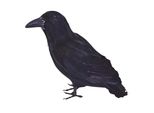 Bristol Novelty Corvo Decorativo Con Piume BN1689 (Taglia Unica) (Nero)