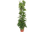 Epipremnum Aureum Su Bastone Di Muschio 160 Cm Pianta Rampicante Decorativa Per La Casa