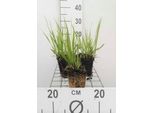6 X Molinia Arund. 'Transparent' - Erba Pipa - Vaso 9 X 9 Cm