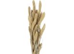 Fiori Secchi Decorativi Panico Verga Per Eleganti Composizioni Floreali