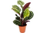 Pianta Da Ombra Xxl Con Fogliame Insolito Calathea Roseapicta Medaillon Vaso Da 19 Cm Altezza Circa 70-80 Cm