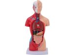 Modello Di Corpo Umano 15 Pezzi Studente Di Medicina Strumenti Interattivi Di Studio Di Anatomia E Fisiologia Con Organi