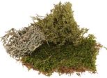 Muschio Decorativo - Vero Muschio Verde E Licheni Per Composizioni Floreali, Ghirlande E Decorazioni Naturali 250G