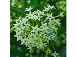 Gelsomino Notturno - Cestrum Nocturnum (Seme)